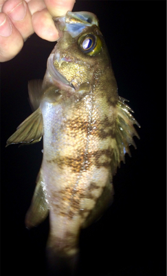 メバリンガー1805〜1845