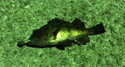 きびしかった。