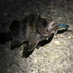 楽しいメバリング