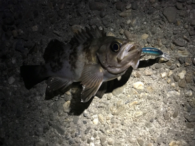 楽しいメバリング