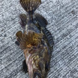 ロックフィッシュ!