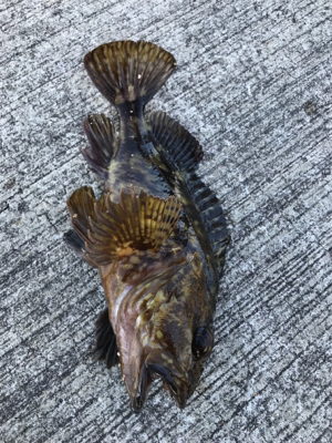 ロックフィッシュ！