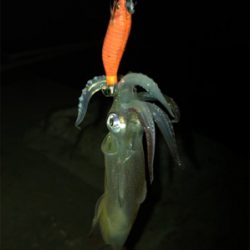 リベンジ ヒイカ釣り(^^)