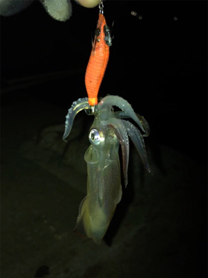 リベンジ ヒイカ釣り(^^)