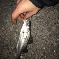 チーバス 一匹(汗)