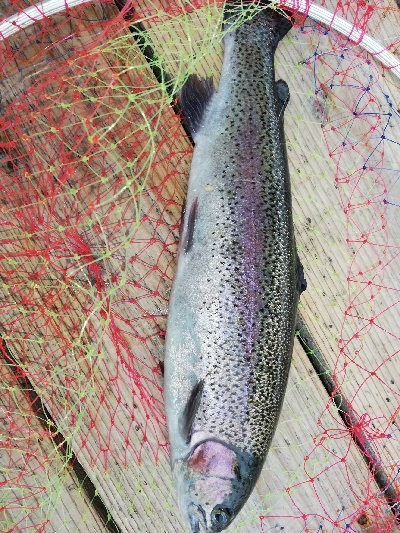 久しぶりの釣り堀へ。