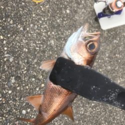 デイアジング！