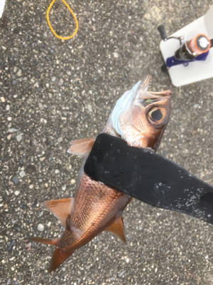 デイアジング！