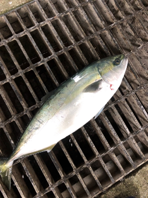 色々釣れたけど