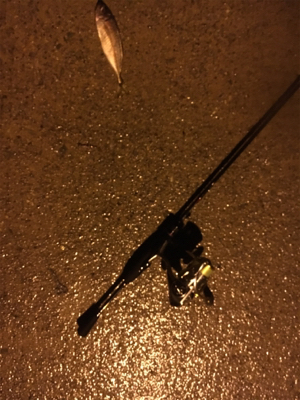 ちょい遠征アジング