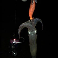 ポツリ…ポツリ…のヒイカ釣り