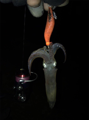 ポツリ…ポツリ…のヒイカ釣り