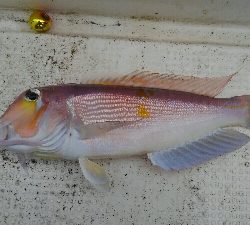 釣り初めは高級魚