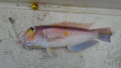 釣り初めは高級魚