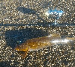 冬のライトゲーム