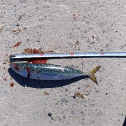 1/14釣果　サバサバサバ　