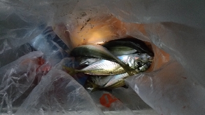 1/26釣果　アジぽつぽつ