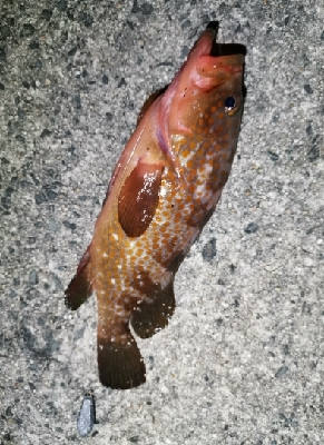 水温が下がってきても釣れました！