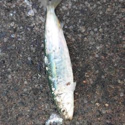 そろそろ終わり