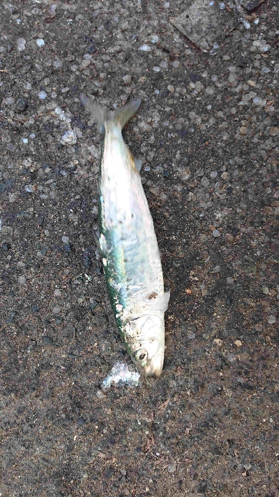 そろそろ終わり