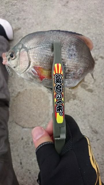 アジングに行くも・・・