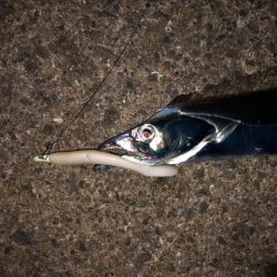 明石ワインド18