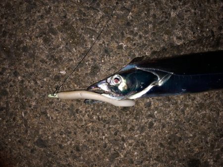 明石ワインド18