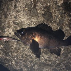 日が落ちてすぐ表層でヒット、時合い短かし。