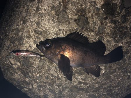 日が落ちてすぐ表層でヒット、時合い短かし。