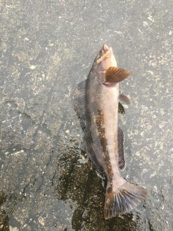 青物はいない。。。が、