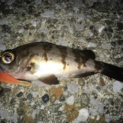 アタリが少ないと寒さ倍増