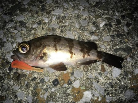 アタリが少ないと寒さ倍増