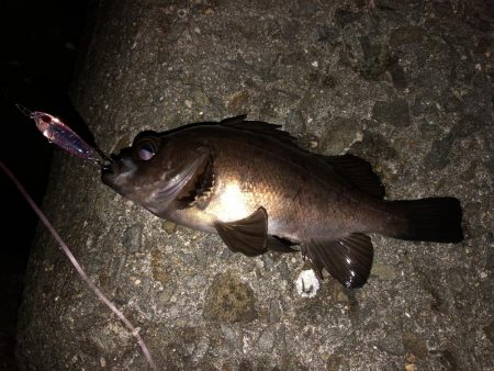 表層をプラグで。ジグ単はフォールで反応。