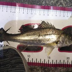 同じ釣り場の探る場所変えてみた