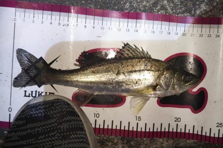 同じ釣り場の探る場所変えてみた