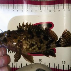 奇跡のセッティング？