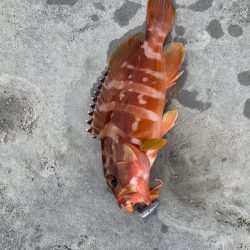 ライトロックフィッシュ