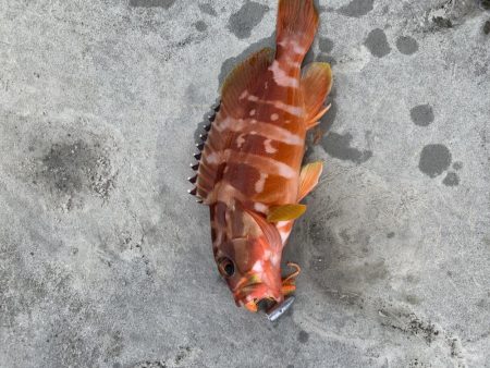 ライトロックフィッシュ