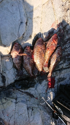 人生初イガミ釣りに挑戦