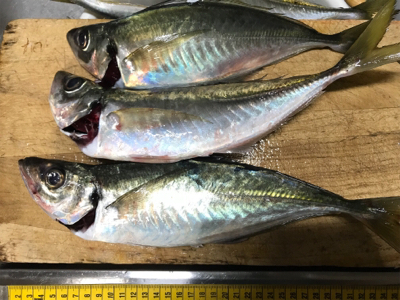 半年ぶりの釣り