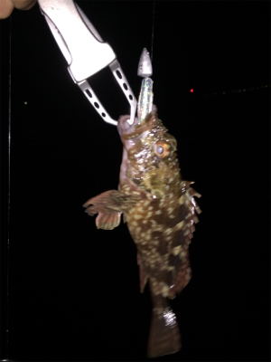 当たりが少ない中なんとか、