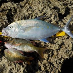 今年最初の初振り！