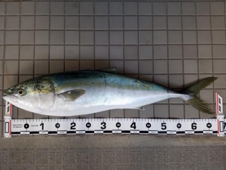 必殺！泳がせ釣り！