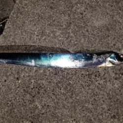 太刀魚ドラゴンとったどー！