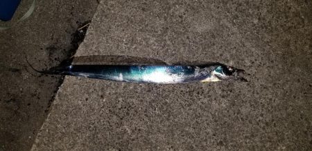 太刀魚ドラゴンとったどー！