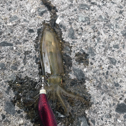 初釣りヒイカエギング(2019-1)