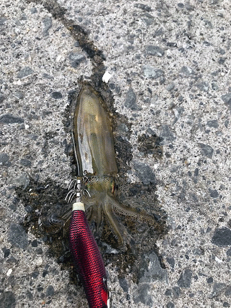 初釣りヒイカエギング(2019-1)