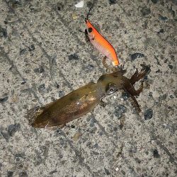 ライトエギング