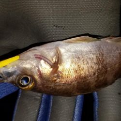 癒やしを求めて‼