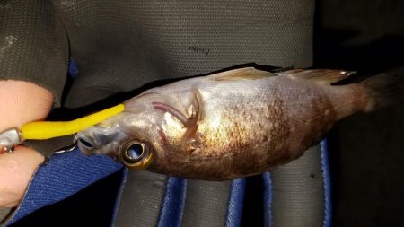 癒やしを求めて‼